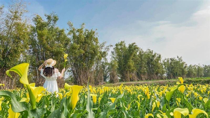 不只陽明山　2021海芋季總整理！