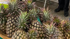 台南鳳梨產季到　黃偉哲盼塑造世界知名產地品牌台南市長黃偉哲16日表示，在許多市民與企業響應下，鳳梨被中國封鎖危機初步解決，但台南鳳梨才剛要進入盛產季，農業局依然需依產銷策略，擴大國內通路管道、打開外銷市場，將「台南」兩字塑造成世界知名的鳳梨產地品牌。圖為台南所產鳳梨。（台南市農業局提供）中央社記者楊思瑞台南傳真  110年3月16日