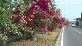 九重葛大爆發! 成300公尺網美花廊