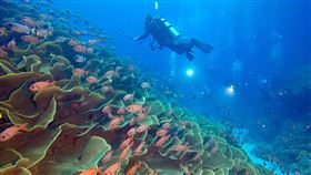 帛琉潛水美景。（圖／KKday提供）