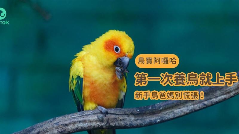第一次養鳥就上手，新手鳥爸媽別慌張