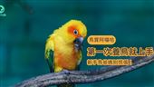 第一次養鳥就上手，新手鳥爸媽別慌張