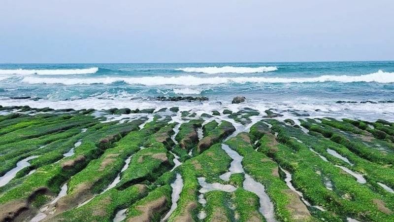 「抹茶地毯」提前轉綠現身北海岸！