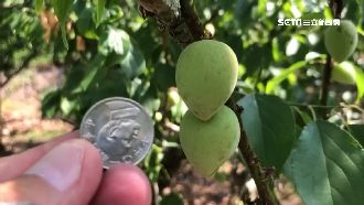 雨水不來！綠竹筍產量減、梅子長不大
