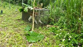 台北動物園紅猴「男道」回家了（動物園提供）