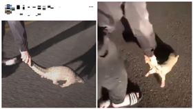 白目男戲弄穿山甲還開直播　下場出爐（新北動保處提供）