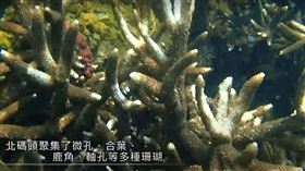 ▲高雄永安天然氣接收站港區水下攝影畫面（圖／截取自台灣中油Youtube提供）