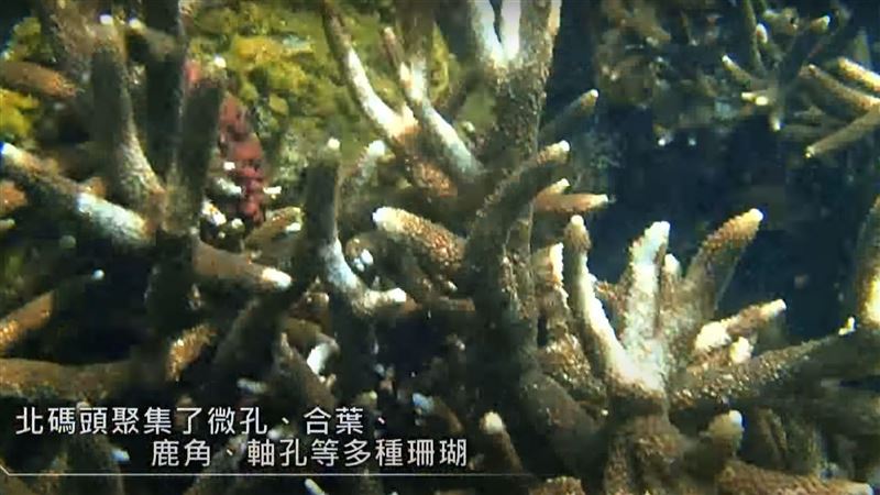 藻礁生態爭議有其他戰場的延伸？