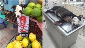 總裁,比特犬,椰子水,七星潭,虐狗,花蓮（圖／愛狗人士林姓網友提供）