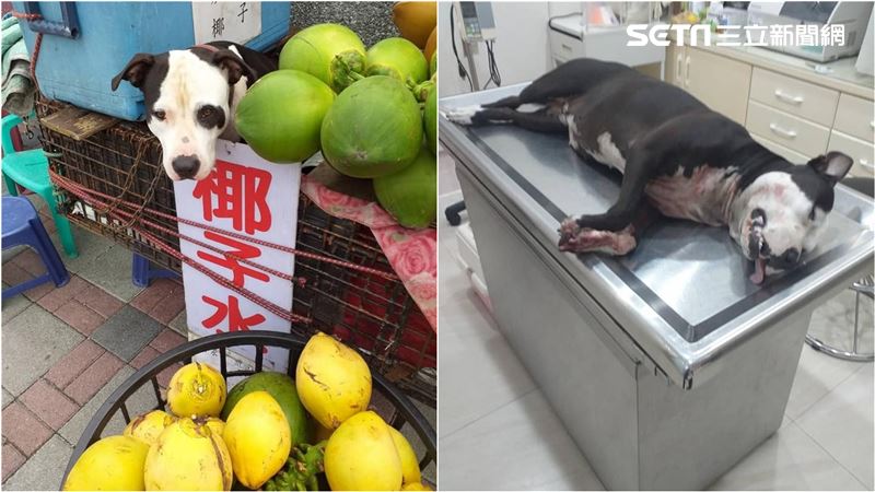 花蓮椰子伯愛犬遭踹死　網友怒揪凶手