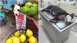 花蓮椰子伯愛犬遭踹死　網友怒揪凶手