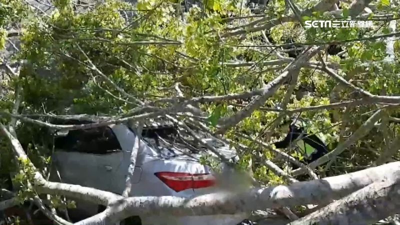 強風吹垮老樹砸毀車　婦人囧困駕駛座