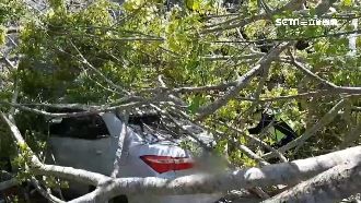 強風吹垮老樹砸毀車　婦人囧困駕駛座