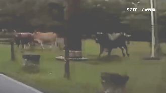 水牛衝馬路意圖衝撞　駕駛急左偏閃避