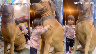 高山犬氣勢逼人　反差萌網喊甜蜜負擔