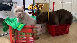 惡霸塞菜籃等出門　太擠懷疑嬤洗縮水