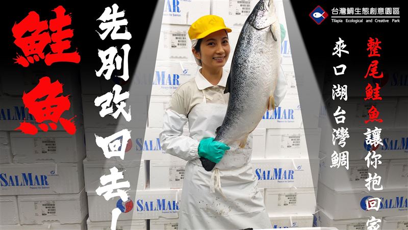 獨／「鮭魚們」先別改回！送整尾鮭魚