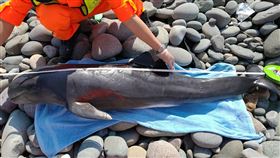 小虎鯨東海岸擱淺亡海巡署東部分署第一三岸巡隊表示，19日上午獲報在東河鄉東河溪口岸發現一隻死亡鯨豚，經辨識確認為小虎鯨，研判可能是迷航衝上岸，不過真正原因仍待鯨豚專家研究。（海巡署提供）中央社記者盧太城台東傳真  110年3月19日