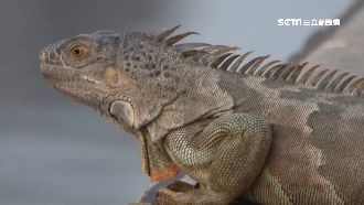 外來種鬧區現蹤　1米長綠鬣蜥現愛河