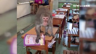 獼猴鬧教室！衝民宅騎樓搶早餐畫面曝