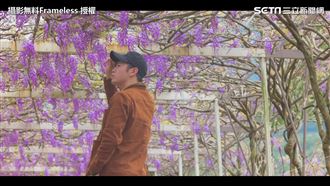 淡水紫藤花盛開！夢幻紫色廊道超吸睛