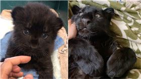  豹　貓（圖／luna_the_pantera　IG授權提供）