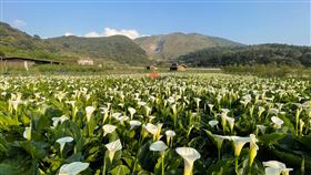 陽明山秘境／白色花海環繞！海芋季開跑　一秒置身夢幻花園（圖／翻攝自海芋季、繡球花季臉書）