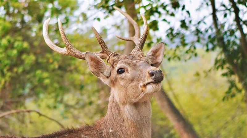 免費入園將截止　快衝一波壽山動物園