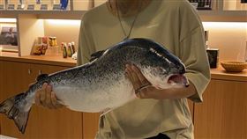 2天活動統計有18名「鮭魚」報到，總共送出18條生食等級的挪威空運鮭魚。（圖／王益豐提供）