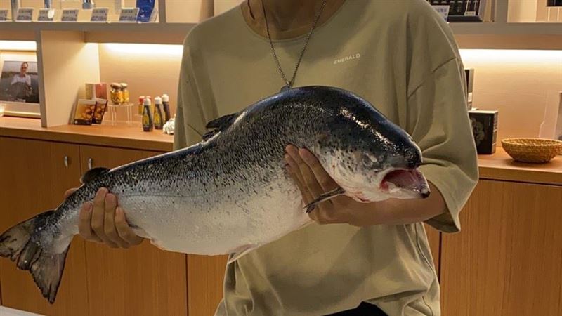 獨／衝雲林拿免費鮭魚　18鮭魚曝光
