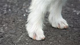 綺拉發現花園的流浪狗跟去世愛犬很像，於是抱回家飼養。（圖／翻攝自pixabay） 