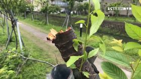 0劣砸櫻花道1500