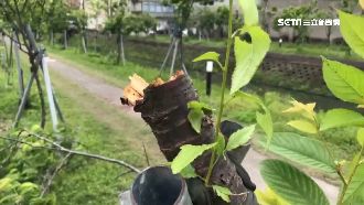 羅莊櫻花樹斷成2截　警出面還原真相