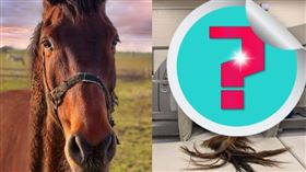  獸醫分享幫馬做電腦斷層的照片，引發網友討論。（圖／翻攝自「Satoshi-救急好きな臨床獣醫師」推特）