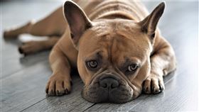 法鬥,法國鬥牛犬（圖／Pixabay）