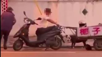 七星潭明星犬「總裁」被踹死　畫面曝