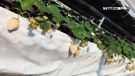 夜偷草莓苗1200.