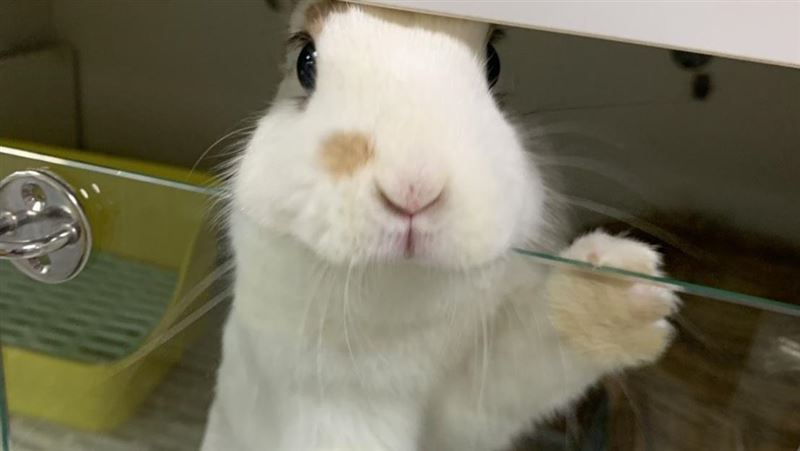 貓兔一起養超萌？她見野性一幕後悔了