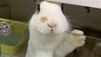貓兔一起養超萌？她見野性一幕後悔了