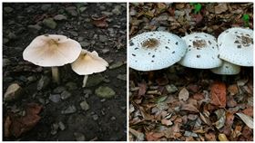 雞肉絲菇「撞臉」有毒綠褶菇（農委會特生中心提供）