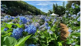 ▲放眼放去盡是繡球花，手機快拿起來拍好拍滿!（圖／轉載自微笑台灣網站）