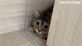  詹惟中前妻張惠文，女兒，退養浪貓