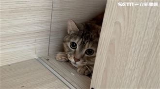 全家都愛貓？詹惟中女兒驚爆「退養」