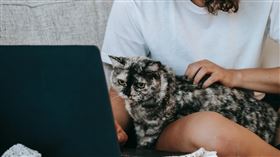 上網,筆電,電腦。（圖／翻攝自pexels）