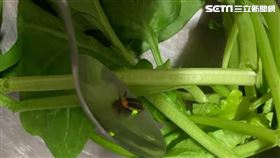 螢火蟲,發光,菠菜,洗菜,新鮮 讀者提供