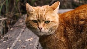 貓咪、貓／翻攝自pixabay