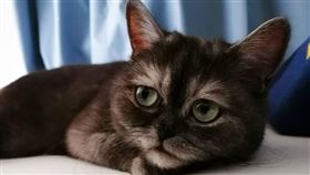 德國有一隻短毛貓Bean在收容所等待領養，卻因為「臭臉」的關係苦苦等待一直無人詢問，直至牠遇見了最溫暖的飼主Francisca。
來源：ig帳號bebbybeansprout
網址：https://www.instagram.com/p/CMrkU4dhigp/?utm_source=ig_web_copy_link