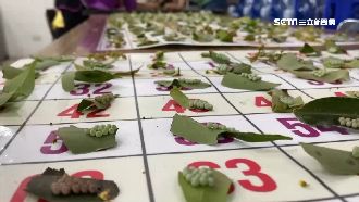 彰化滅「象」運動！前3名賺進48萬