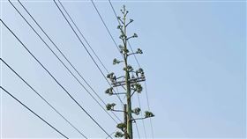 路邊見詭異怪樹「一柱擎天」！他好奇拍下　正解曝光全驚呆