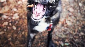 狗狗，咬人，寵物，飼料，吃飯，（示意圖／翻攝自Pixabay）
